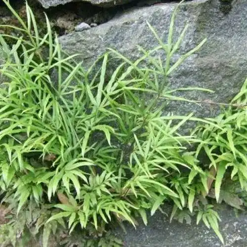 凤尾草鸡爪草金鸡尾井栏草井边栏草新鲜全株500g