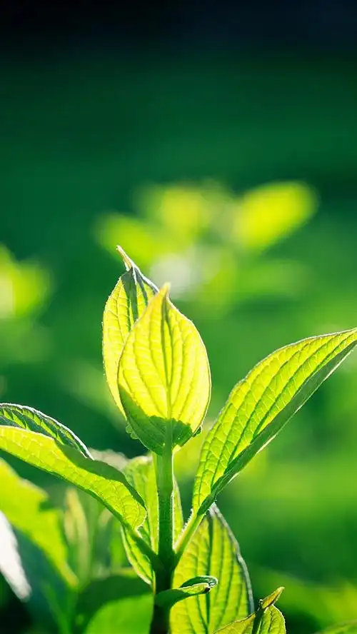 壁纸 绿叶,植物,阳光,春天 3840x2160 uhd 4k 高清壁纸, 图片, 照片