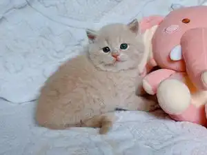 纯乳色乳白奶油色英短弟弟