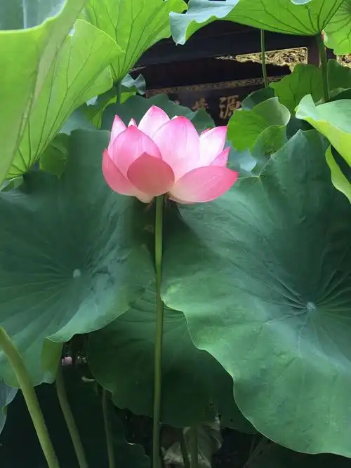 九品莲台转乾坤