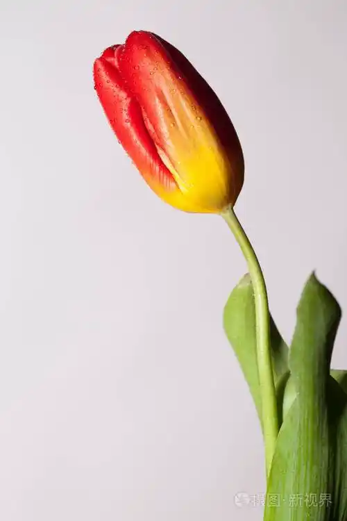 只有一朵花的时尚照片