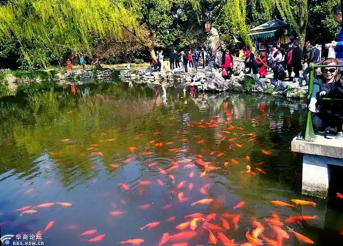江南行之二十杭州西湖游览花港观鱼