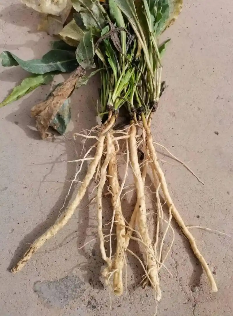 没生病可以喝板蓝根吗?