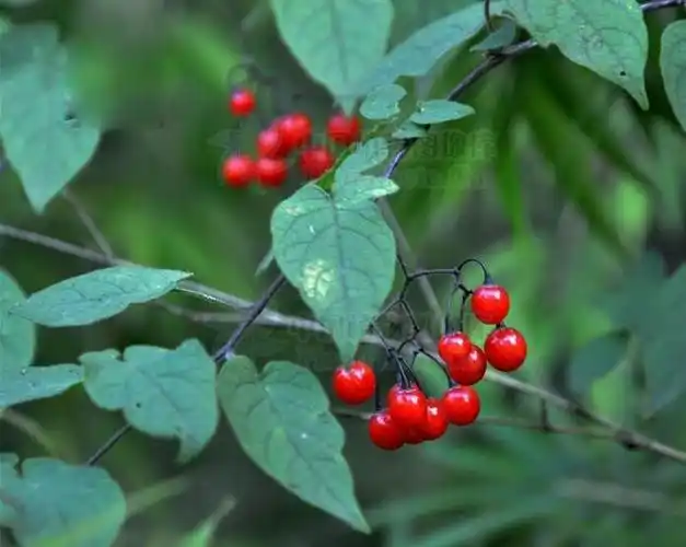 白英主治风疹,丹毒,瘴疟目赤头眩(风热上攻,眼花面