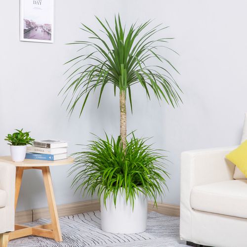 新品怡雅香龙血树盆栽客厅除甲醛招财网红绿植龙须兰