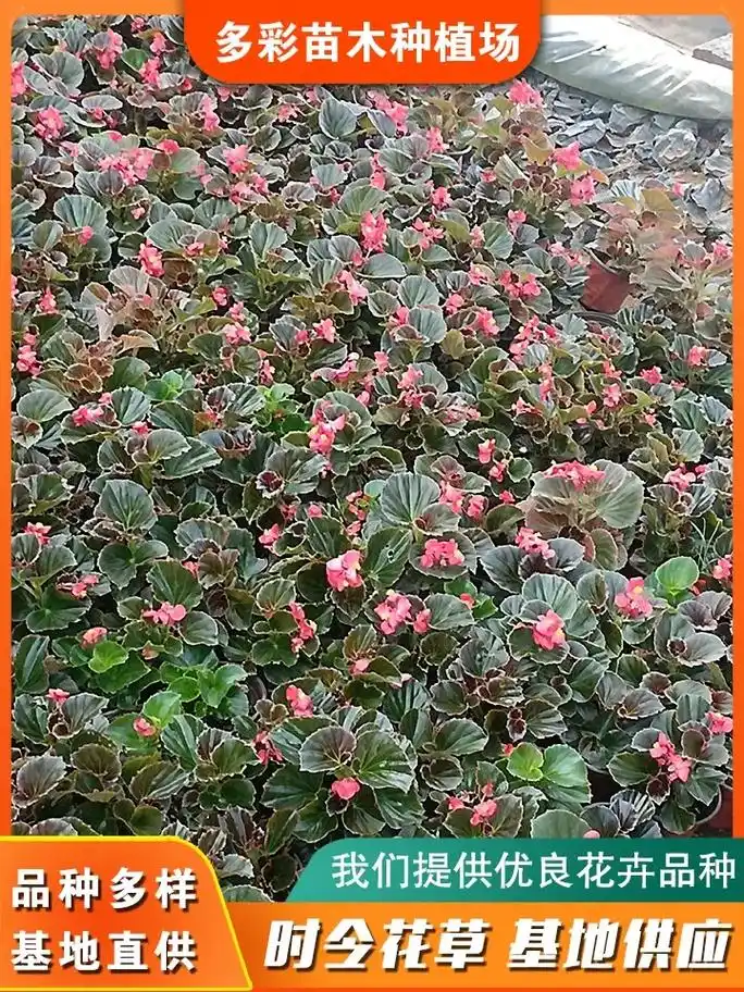 河南价格实惠的四季海棠,推荐多彩苗木种植场,基地直销,品类多 - 抖音