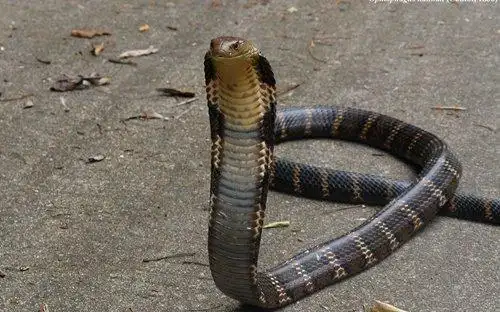 当眼镜蛇咬中舌头后,一分钟后恐怖的事发生了!