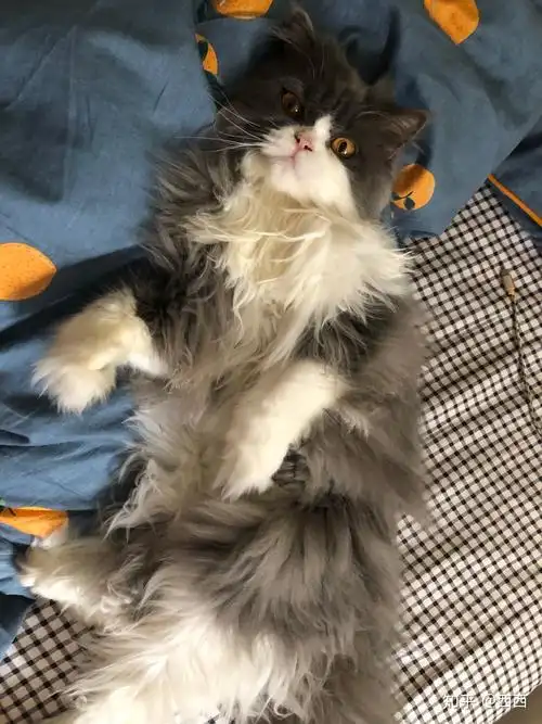 成年英短蓝白母猫能有多大? - 知乎