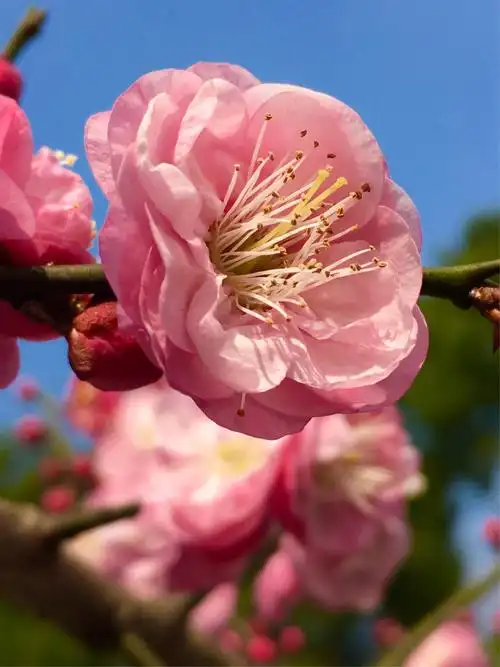梅花迎新年(手机拍摄)