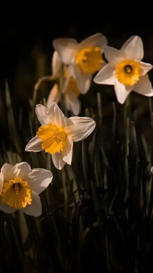 清新花卉植物手机壁纸图片