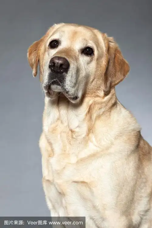 金色拉布拉多寻回犬.影棚拍摄.