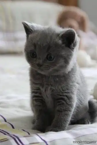 本地自家生的精品小英短蓝猫出窝母一针疫苗