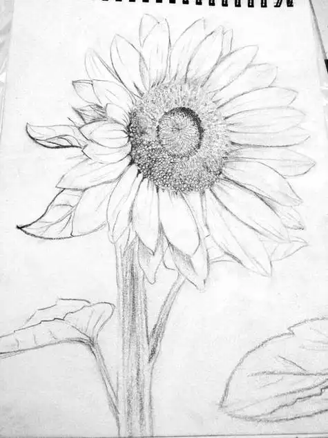 学画铅笔画学画铅笔画的各种各样的东西