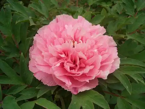 您好!欢迎来到永济市艳装牡丹科技开发有限公司!