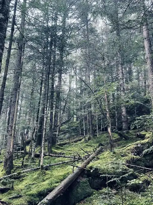 旅行长白山北欧风原始森林