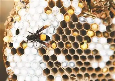 杭州:大爷火烧马蜂窝 结果差点丢了命