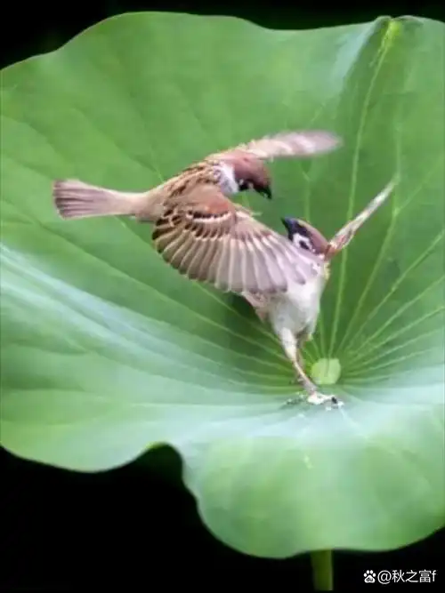 夏日荷塘,蜻蜓轻盈点水,荷叶绿意涌动.