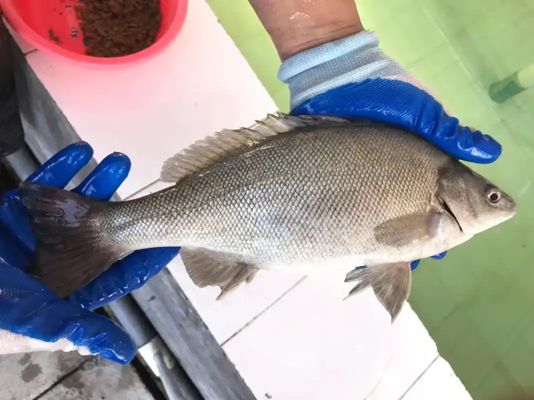澳洲银鲈鱼是未来十年最具投资价值的名优鱼类,生长速度快,抗病 - 抖