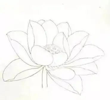 国画教程工笔荷花花冠的各种画法