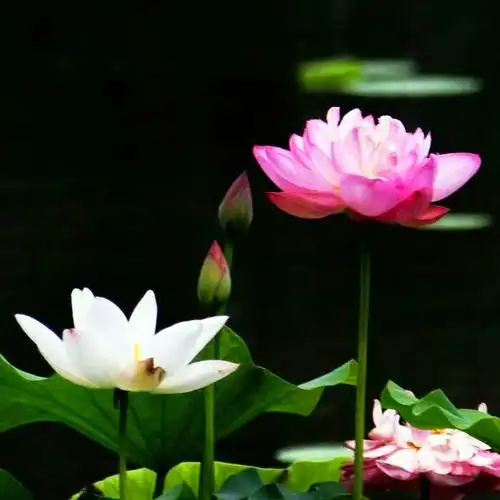 佛系图片头像禅意荷花 独一无二的佛系莲花图片微信头像_微信头像