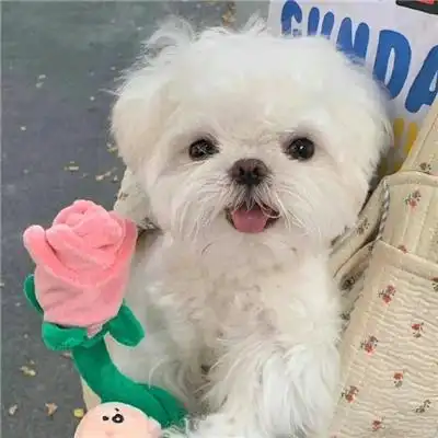 可爱又逗比的呆萌ins风高清个性头像 微信上受欢迎的简约风头像_个性