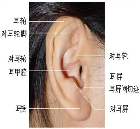 采耳行不行? 采耳要不要? 采耳,采耳,…… 我们先看看外耳道结构.