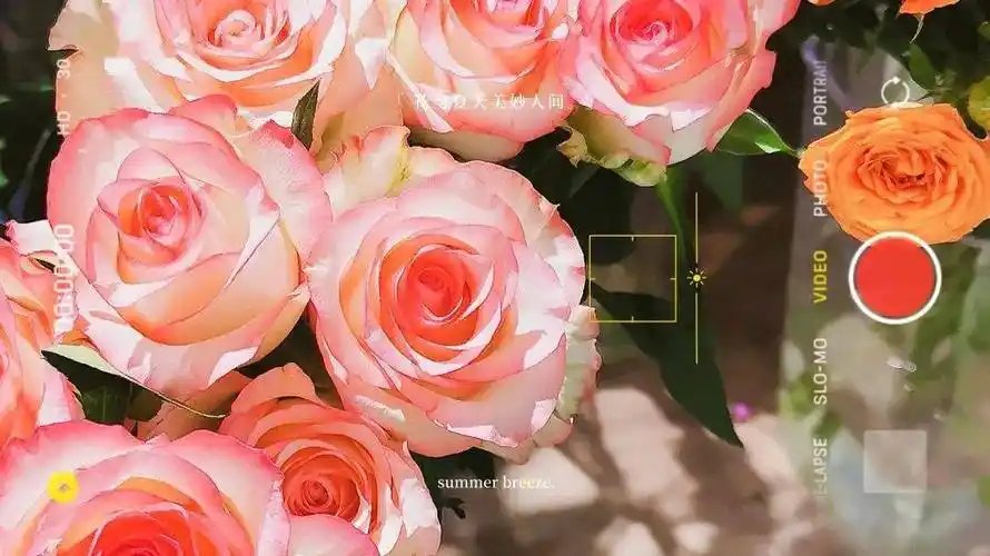 温柔风ins背景图