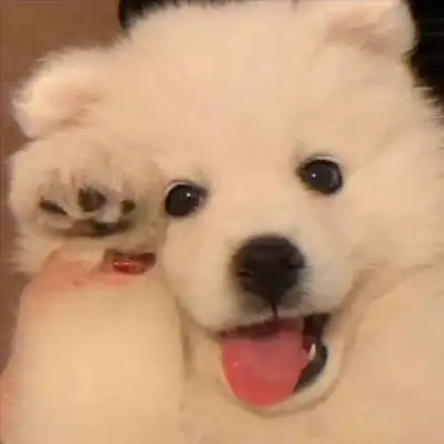 高清最呆萌可爱小动物照片头像