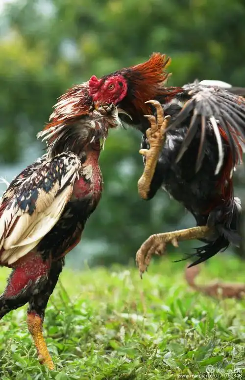 两只大公鸡见面瞬间杀红了眼, 顿时辗转腾挪鸡毛儿乱飞