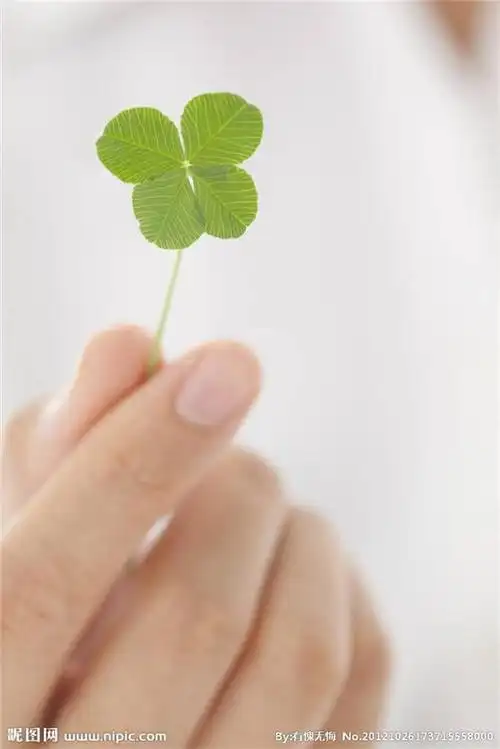 手拿四叶草图片大全