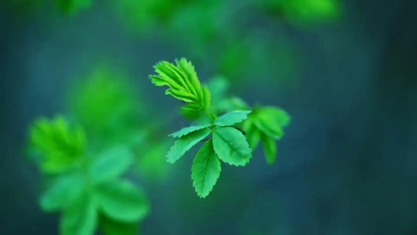 好看的绿色护眼植物高清图片桌面壁纸