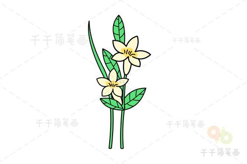 水仙花简笔画画法