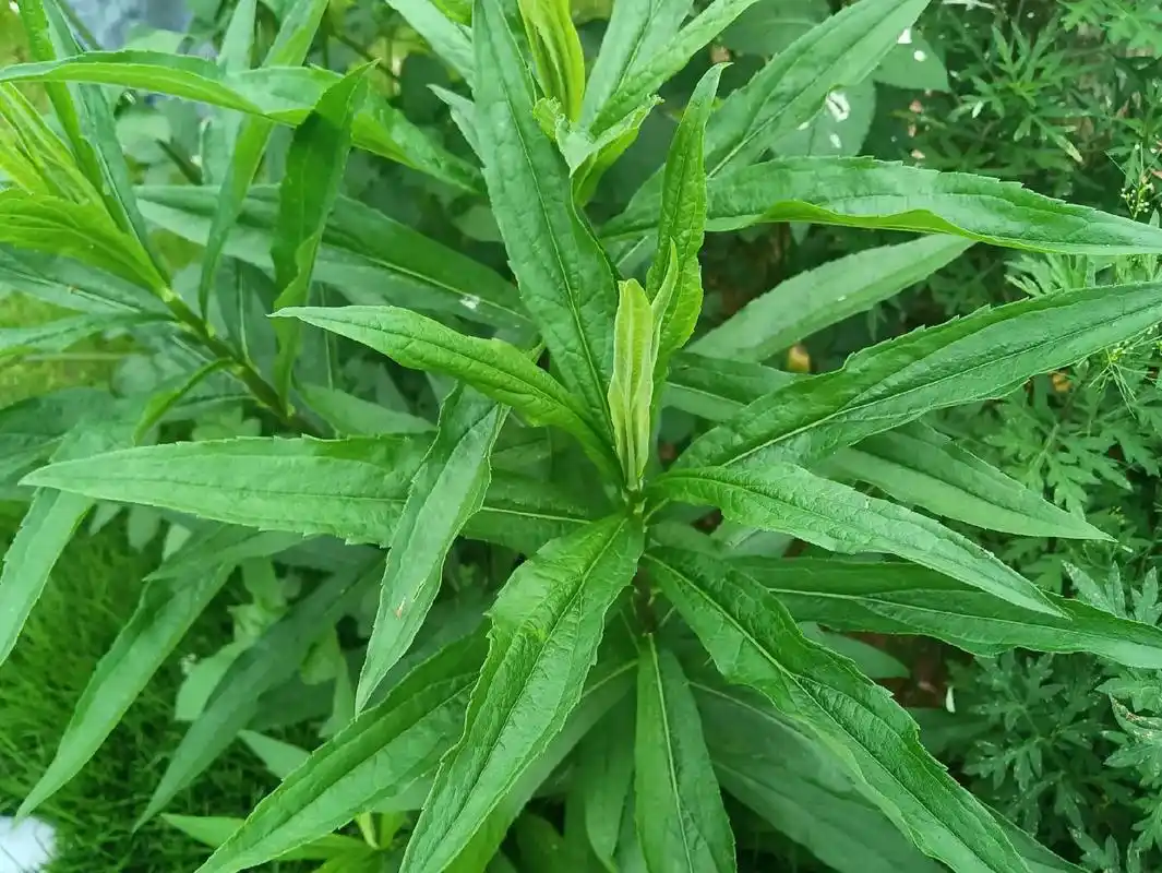 加拿大一枝黄花是外来入侵物种,虽然对人体无害,但会影响农业生 - 抖