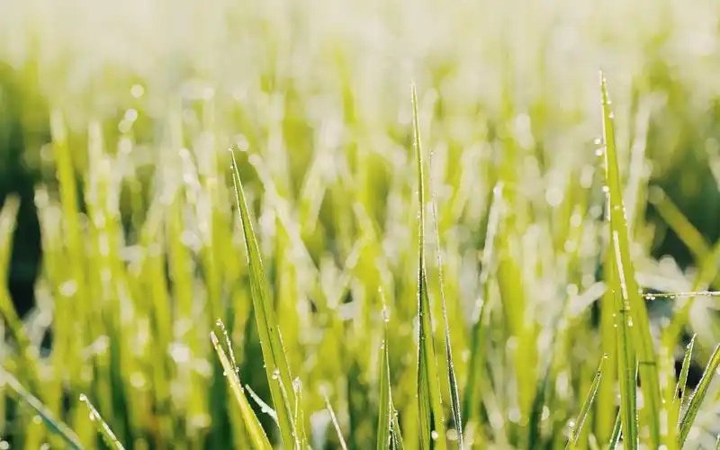 电脑壁纸 风景 清晨独一无二的小清新植物ins风