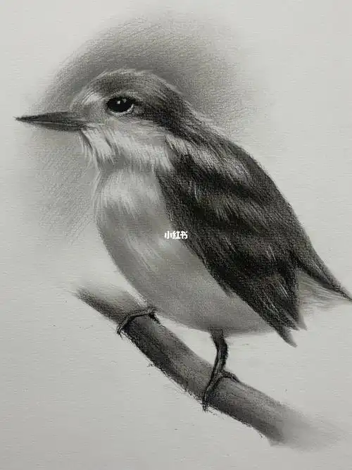 素描  #零基础素描  #教程  #素描动物  #素描鸟  #小鸟  #鸟的画法