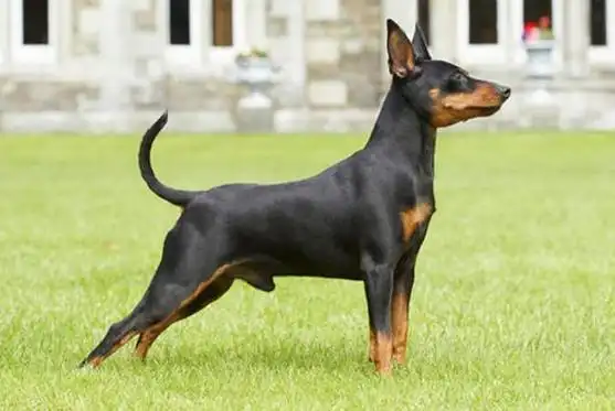 这6种小型犬超"凶",喜欢咬人,有孩子家庭别养