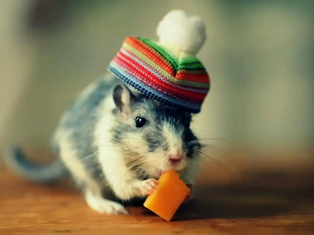 呆萌可爱小仓鼠高清桌面壁纸高清大图预览1600x1200