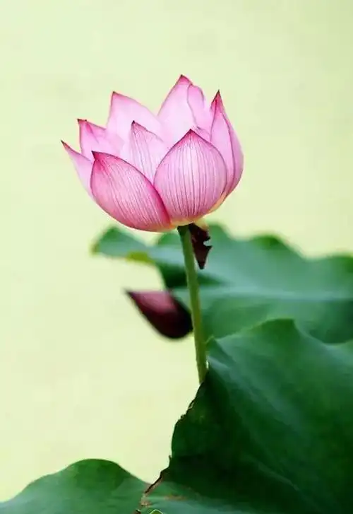 心如莲花人生才会一路芬芳