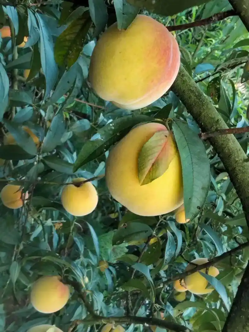 自己的家黄桃园,准备开园啦#桃子熟了 #自家果园 #黄桃当季 - 抖音