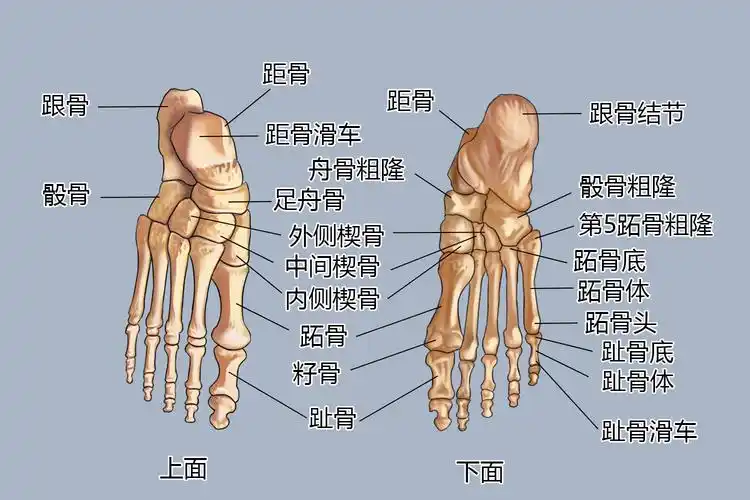 前脚掌是哪个位置图片_有来医生