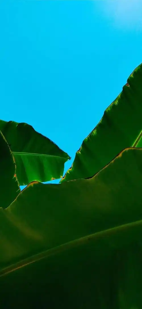 壁纸植物花卉治愈养眼小清新唯美赏心悦目