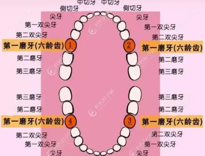 六龄齿位置图片