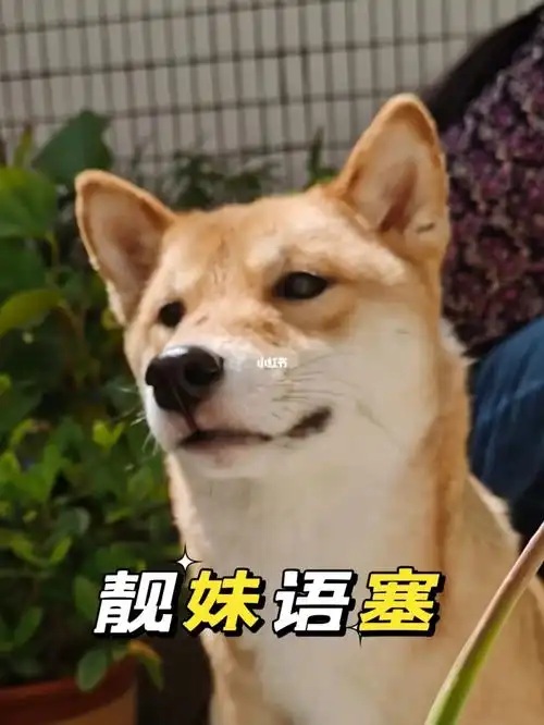 柴犬表情包