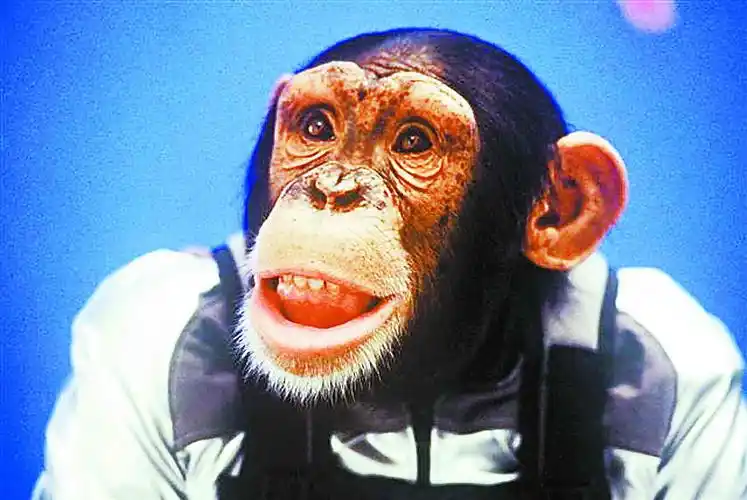 这只金刚逗人笑