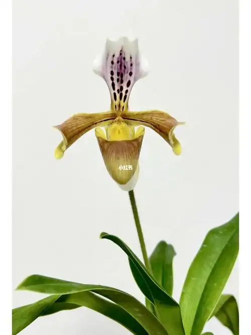 格力兜兰paphiopedilumgratrixianum