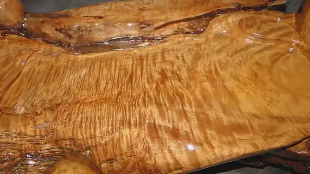 要么是金丝楠的根部遇到石头等物体阻碍生长,经过数百上千年的伸展