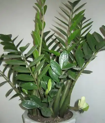 金钱树也能开花为什么北方的朋友说从未见过