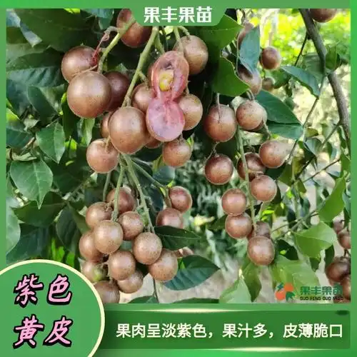 太神奇了有一种黄皮果成熟了皮肉都是紫色的紫色黄皮的种植前景