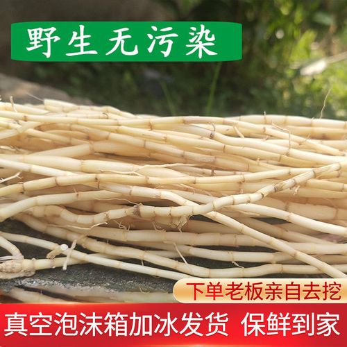 野生现挖白茅根白毛根茅草根甜草根凉茶食材无硫中药材毛根竹蔗水