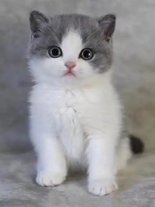 纯种英国短毛猫蓝白猫幼猫活体宠物幼猫折耳猫矮脚猫蓝白英短猫咪